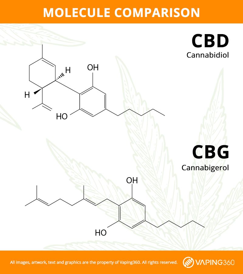 cbg-vs-cbd-11.jpg