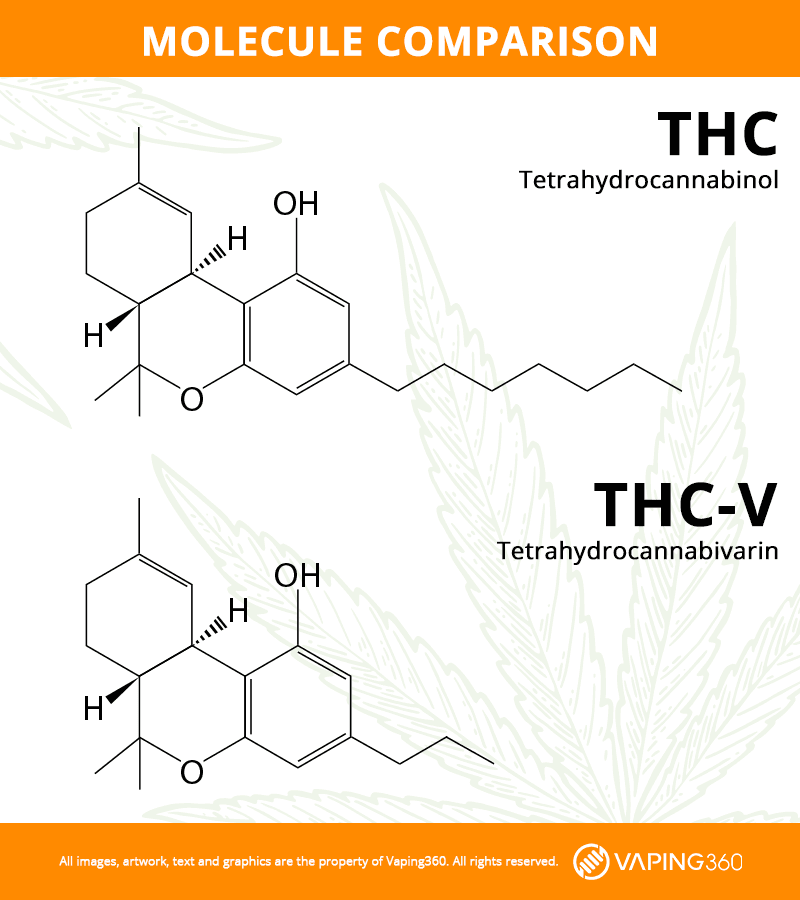 thc-v vs thc molecule infographic