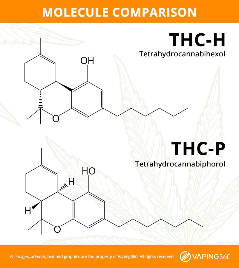 comparison of the THC-H and THC-P molecular structures