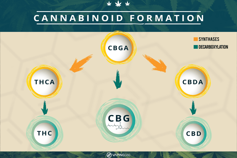 cannabinoid formation infographic